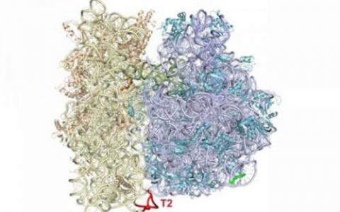 核糖体生物发生有助于转移