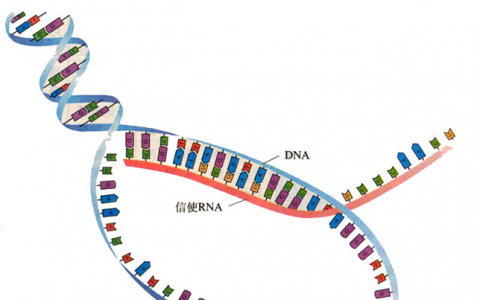 表观遗传变阻器揭示了基因调控如何被遗传和维持