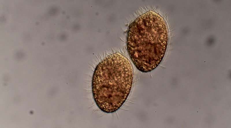 单细胞纤毛虫优选以微生物为食