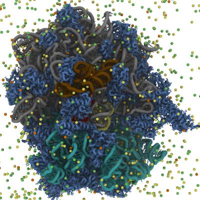 抑制核糖体生物发生开辟了癌症治疗的新途径