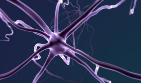 研究ALS-弹性神经元的新模型