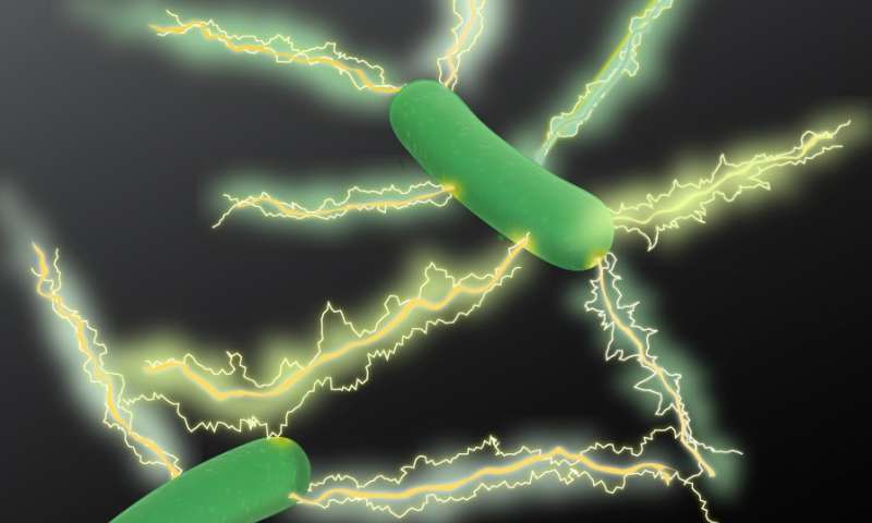 更多的细菌具有导电细丝