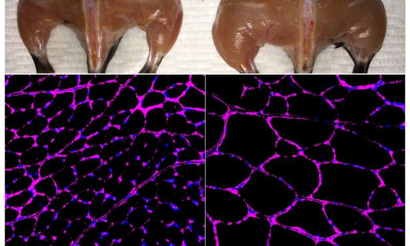 科学家修改CRISPR以表观遗传学治疗糖尿病，肾脏疾病，肌肉萎缩症