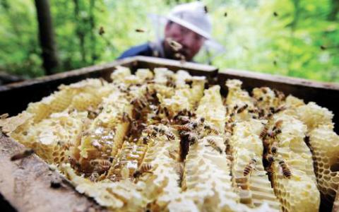 蜂蜜蜂肠细菌如何帮助消化富含花粉的饮食