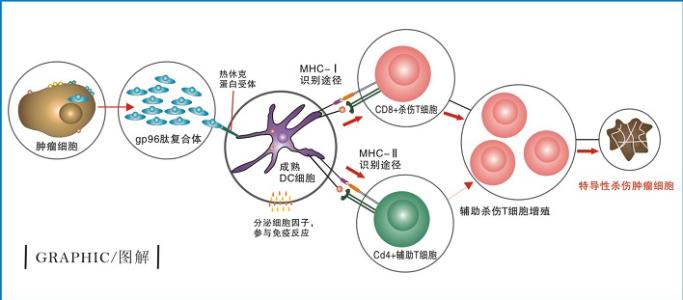 研究揭示了登革热病毒如何在受感染的细胞中复制