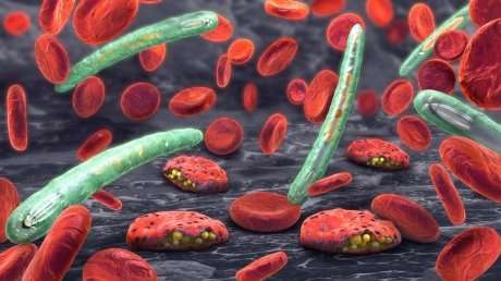 寄生虫的避孕研究人员揭示疟疾的新疫苗目标