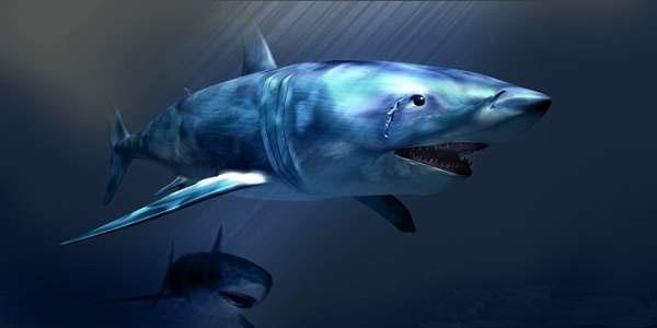 科学家追踪鲨鱼从海中采集DNA片段
