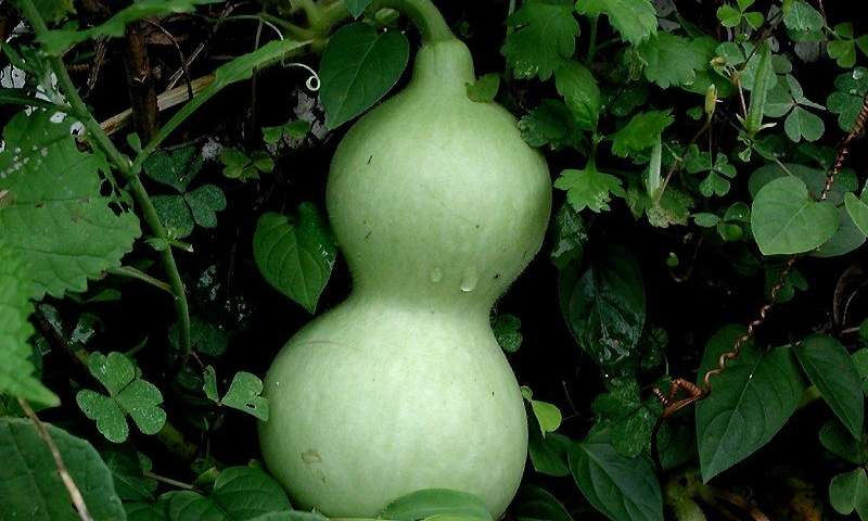 葫芦基因组提供了关于进化历史瓜类植物关系的见解