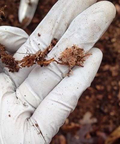 地下真菌与树木的相互作用有助于解释非本地植物入侵