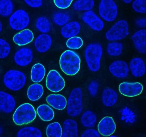 科学家们提出了加强新基因编辑技术使用的效率“规则”