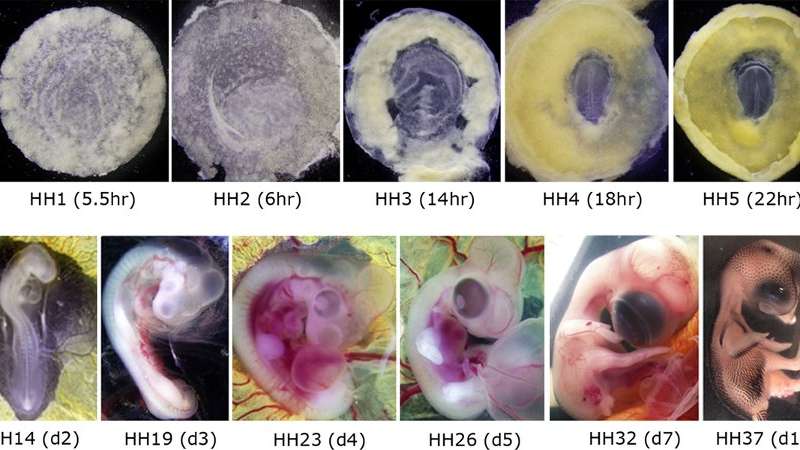 雏鸡胚胎为理解人类发育提供了宝贵的遗传数据