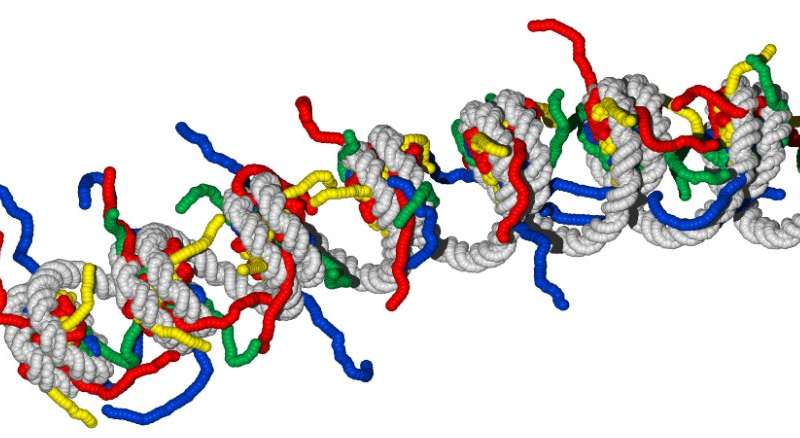 生物物理学家揭示了单个基因的精确折叠