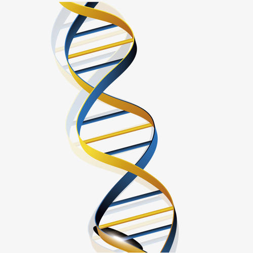 设计师分子指向由DNA重复引起的疾病的治疗