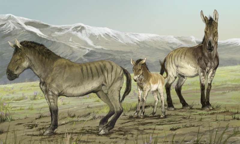 对古代DNA的分析揭示了以前未被认识的已经灭绝的马类这些马曾经在北美洲漫游
