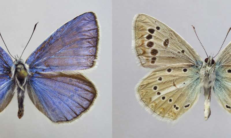 在俄罗斯发现的一种新的蝴蝶物种有一组不寻常的46条染色体