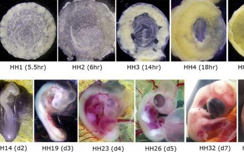 雏鸡胚胎为理解人类发育提供了宝贵的遗传数据