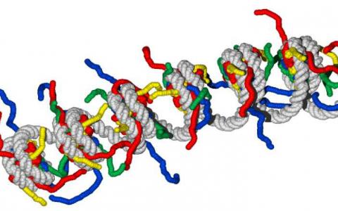 生物物理学家揭示了单个基因的精确折叠