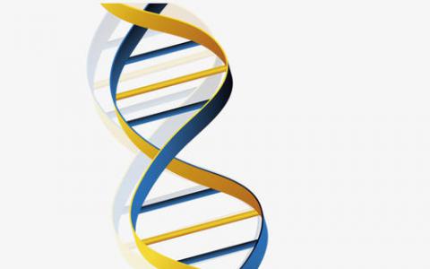 设计师分子指向由DNA重复引起的疾病的治疗