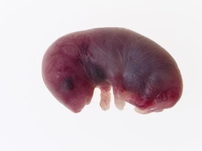 哺乳动物胚胎发生的分子记录