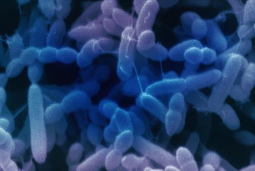 新泽西州使灰色链霉菌成为其官方状态微生物