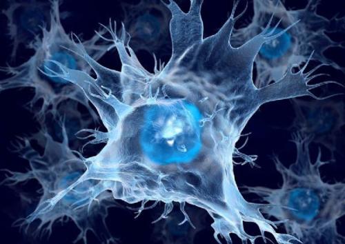 树突细胞的自噬支持T细胞抗癌活性