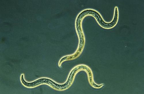对重复蠕虫行为的研究可能会揭示人类的重复