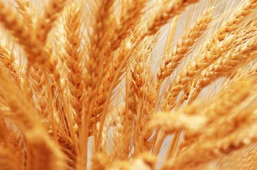 研究人员根据四种管理策略进行新型小麦微生物组分析