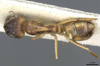 Camponotini蚂蚁物种有自己独特的微生物组