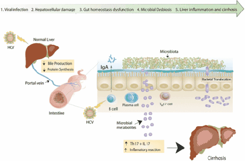 Gut Microbiome在肠道芯片中设置房屋