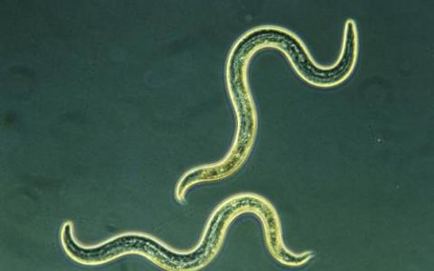 对重复蠕虫行为的研究可能会揭示人类的重复