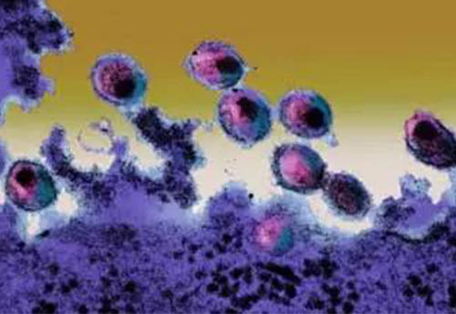 流感蛋白通过宿主细胞粘液切片