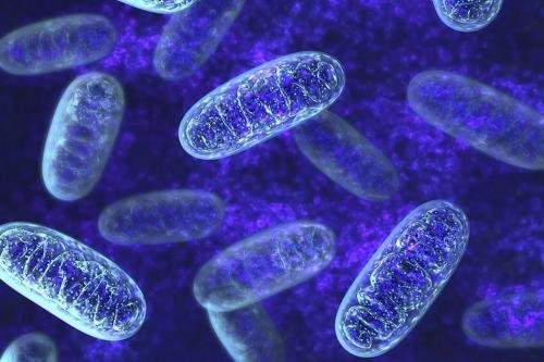 线粒体片段化驱动选择性去除种系中的有害mtDNA