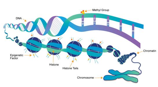 HP1蛋白的同种型调节异染色质的组织和结构
