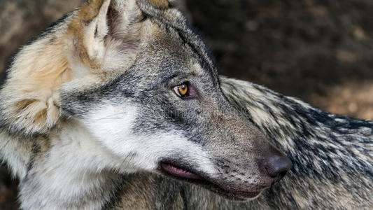 基因组测序揭示了斯堪的纳维亚狼的广泛近亲繁殖