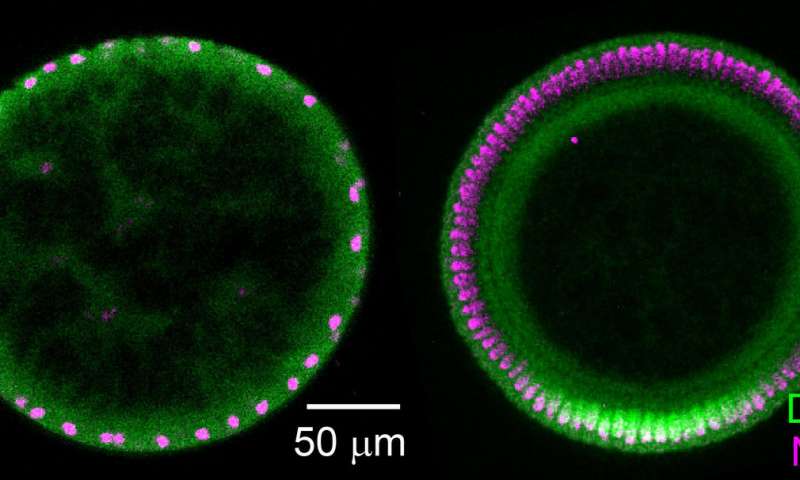 研究人员发现扩散在果蝇胚胎中发挥着不同寻常的信号作用
