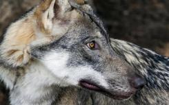 基因组测序揭示了斯堪的纳维亚狼的广泛近亲繁殖