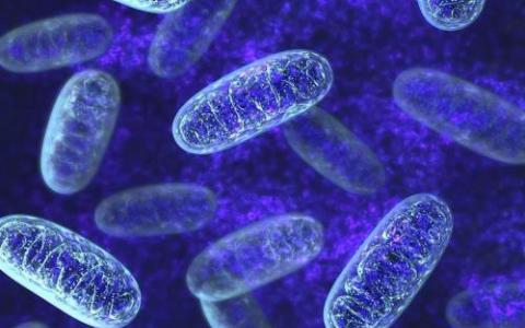 线粒体片段化驱动选择性去除种系中的有害mtDNA