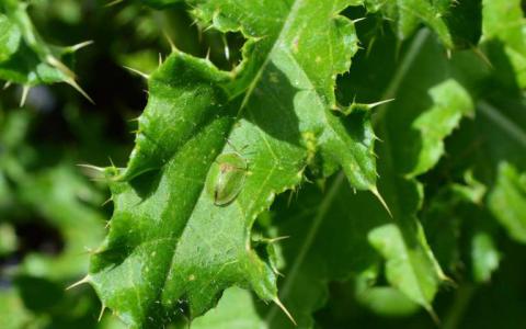 微生物居住使甲虫能够以多叶的饮食为食