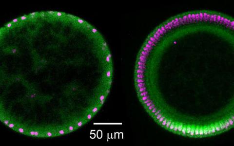 研究人员发现扩散在果蝇胚胎中发挥着不同寻常的信号作用