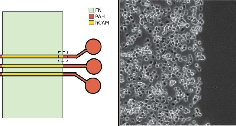 研究人员为更现实的实验生物环境创建了3-D细胞阵列