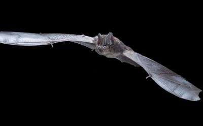 科学家呼吁公众帮助“解锁”受威胁蝙蝠物种的基因