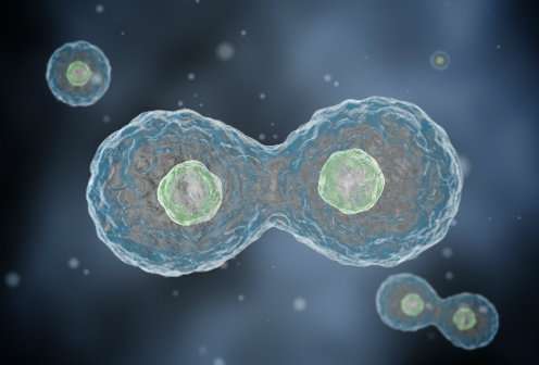 研究人员利用DNA复制的节奏杀死癌细胞