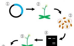 使用基因编辑技术的植物肽激素的新生物资源