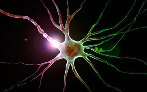 单细胞研究中发现的自闭症神经细胞类型