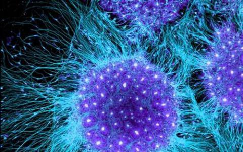 找到解决microRNA缺陷胚胎干细胞阻断分化的关键