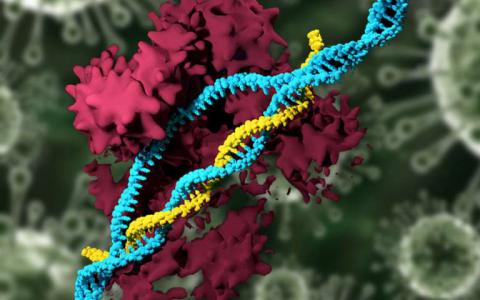携带CRISPR的纳米颗粒编辑基因组