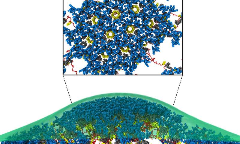 科学家们发现了伊利诺伊如何破坏细胞繁殖自身的线索