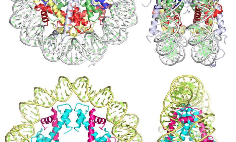 毕竟没有那么不同人体细胞耐寒微生物有着共同的祖先