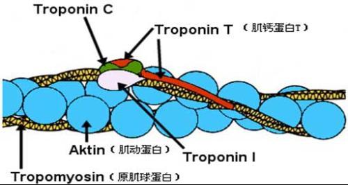 新的分子间表面力揭示了肌动球蛋白的驱动机制