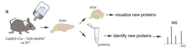 检测小鼠活动脑中的新蛋白质